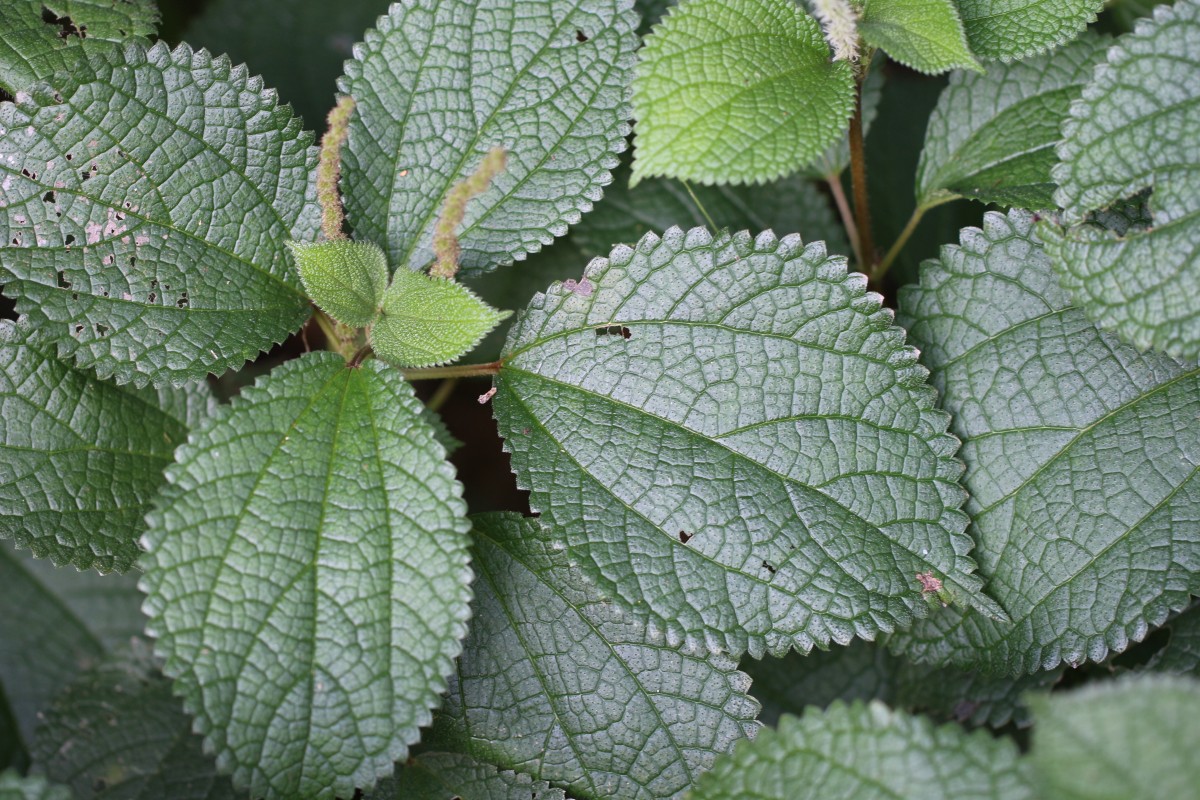 Boehmeria rugosissima (Reinw. ex Blume) Miq.